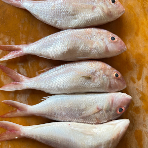 Kurisi – Polos