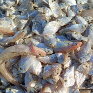 Ikan Rucah