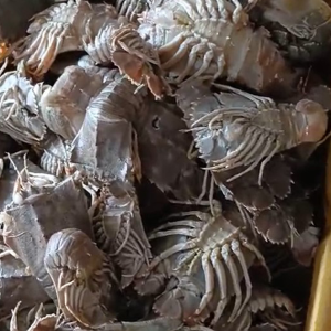 Udang Kipas